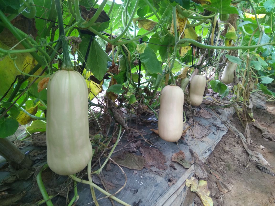 青的南瓜植株与典型果实特写