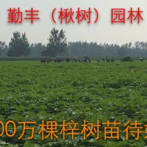 梓树