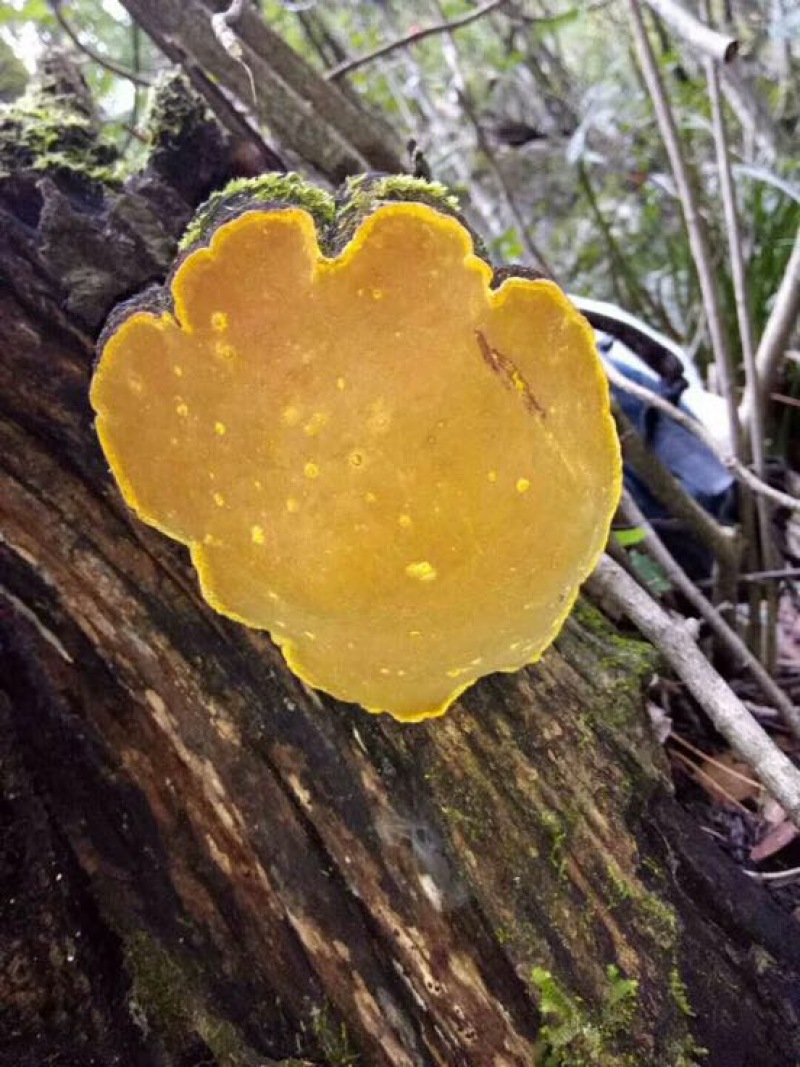 成都桑黄菌种植基地图片