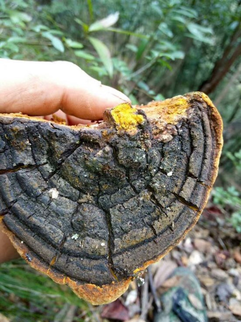 成都桑黄菌种植基地图片