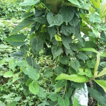 野生何首乌种苗