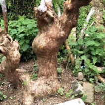 三红紫薇6~8cm1.5~2米1~2米