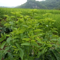树仔菜/益肝菜/天绿香，正宗野菜