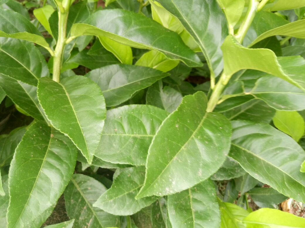 佛手柠檬植株与嫩叶特写