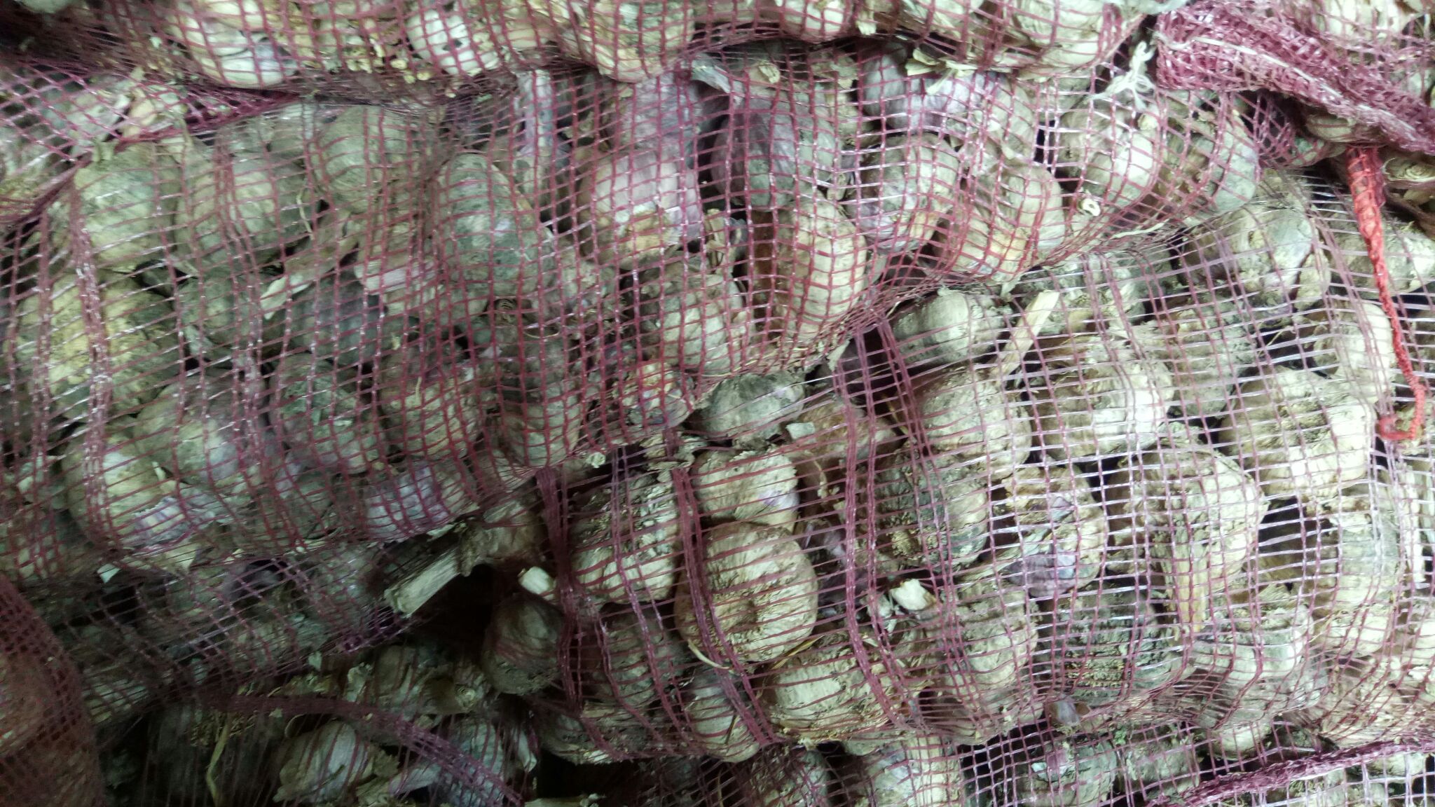 家庭主妇正在往米缸中放入蒜米的场景