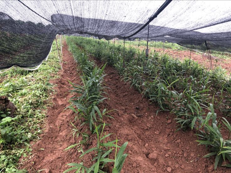 生姜田间管理实景图