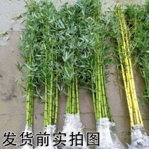 竹子