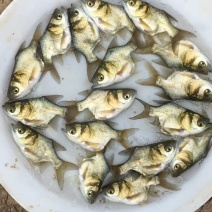 缩骨大头鱼苗批发（仙骨大头鱼苗）基地直供，大量优惠价格低