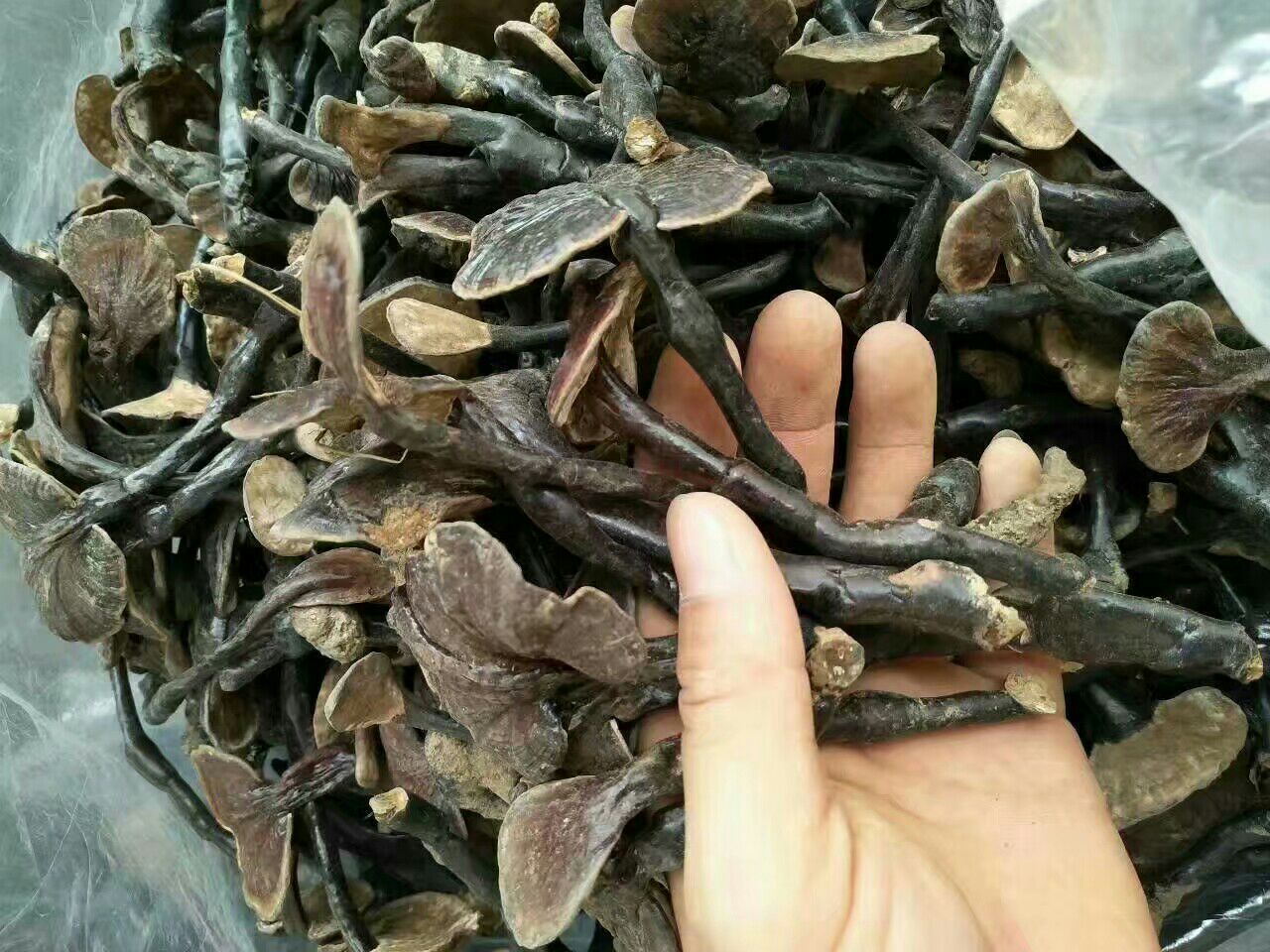 竹灵芝市场展示与科研研究