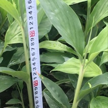 草果苗20~30cm