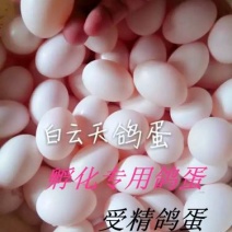 鸽子种蛋品种齐全，高孵化率高营养家养鸽子种蛋
