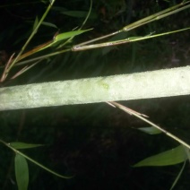 四方竹