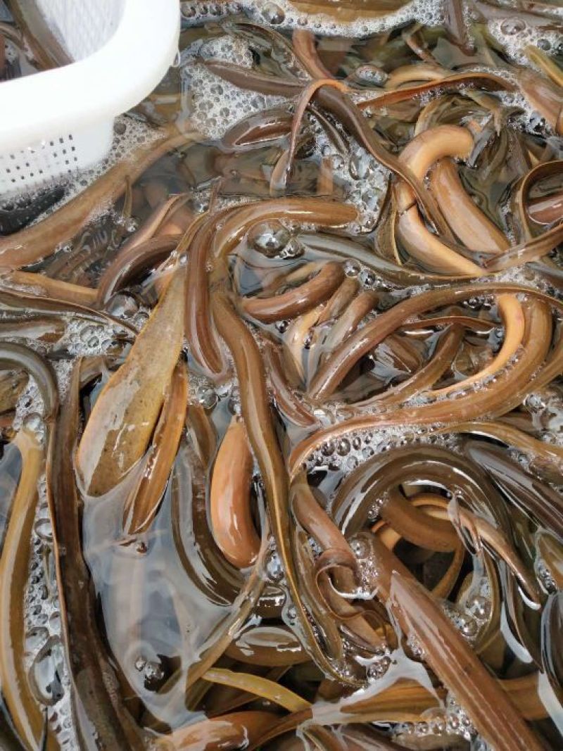 黄鳝食用活鱼