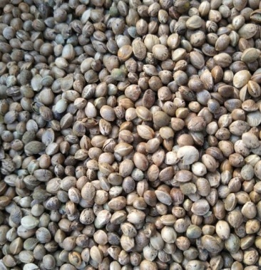 [麻子批发]中药材火麻 火麻仁 未去壳火麻籽 h价格7.00元/斤 - 一亩田