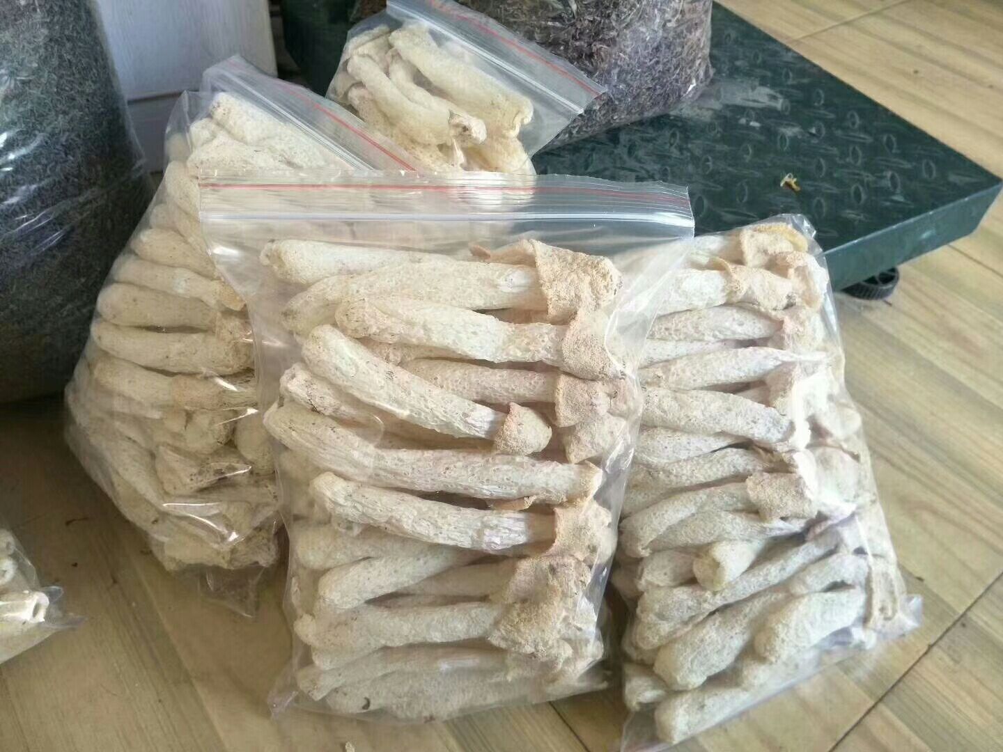 显微镜下可见洁白浓密的长裙竹荪菌丝在马铃薯葡萄糖琼脂(PDA)培养基斜面上均匀蔓延,试管密封完好,无杂菌污染迹象,标签注明菌株编号、接种日期与培养温度 长裙竹荪母种在PDA斜面试管中的生长状态