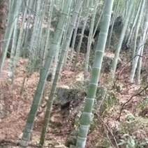 竹子