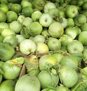 [甜瓜批发]绿宝西洋梨价格便宜!价格0.50元/斤 - 一亩田