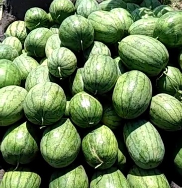[龙卷风西瓜批发]甜宝,龙卷风价格0.60元/斤 - 一亩田