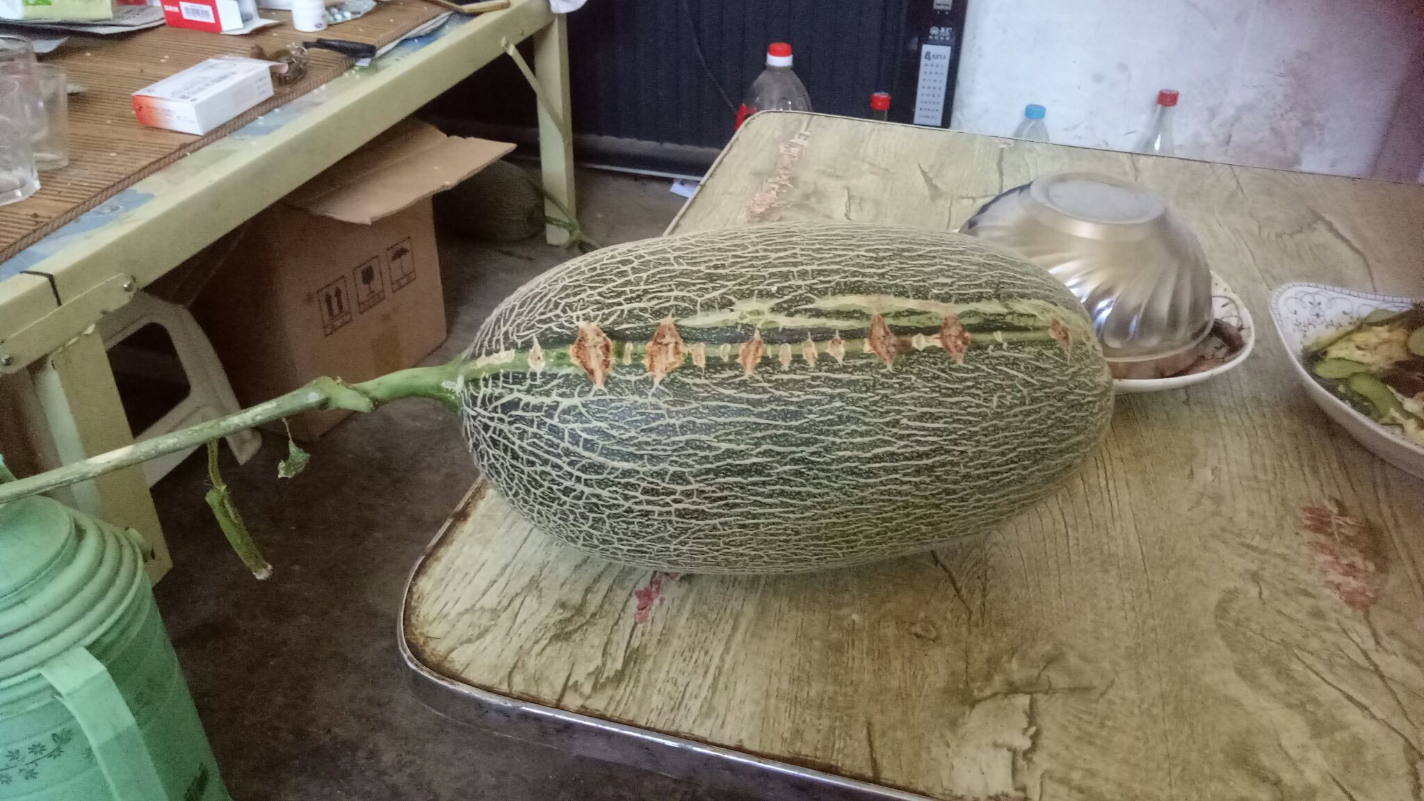 一个完整的哈密瓜放置在木质桌面上,表皮呈现清晰的网状纹路,底色为淡黄色,瓜蒂部分微微凹陷并呈褐色,背景有自然光线照射,突出其成熟饱满的状态 哈密瓜外观特写
