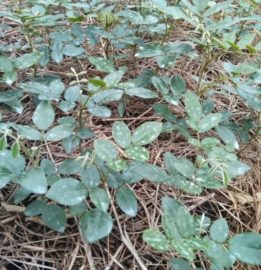 [其它批发]山豆根苗价格1.50元/斤 - 一亩田