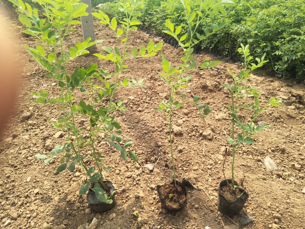 一株健康的四季玫瑰植株,选取中部半木质化的新梢作为插穗,长度约8-10厘米,保留2片复叶,基部斜切。背景为温室育苗床,土壤湿润松软 四季玫瑰健康嫩枝插穗特写