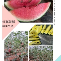 精品吊瓜