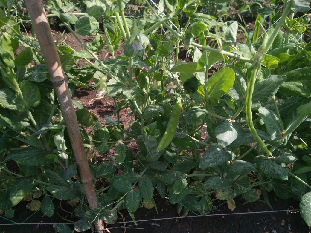 荷兰豆植株与新鲜豆荚特写