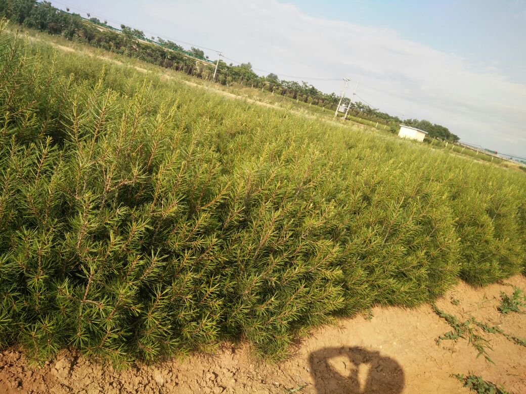 航拍视角下的陕西蓝田白皮松种植基地,绿意盎然,整齐划一 白皮松苗木种植基地航拍图