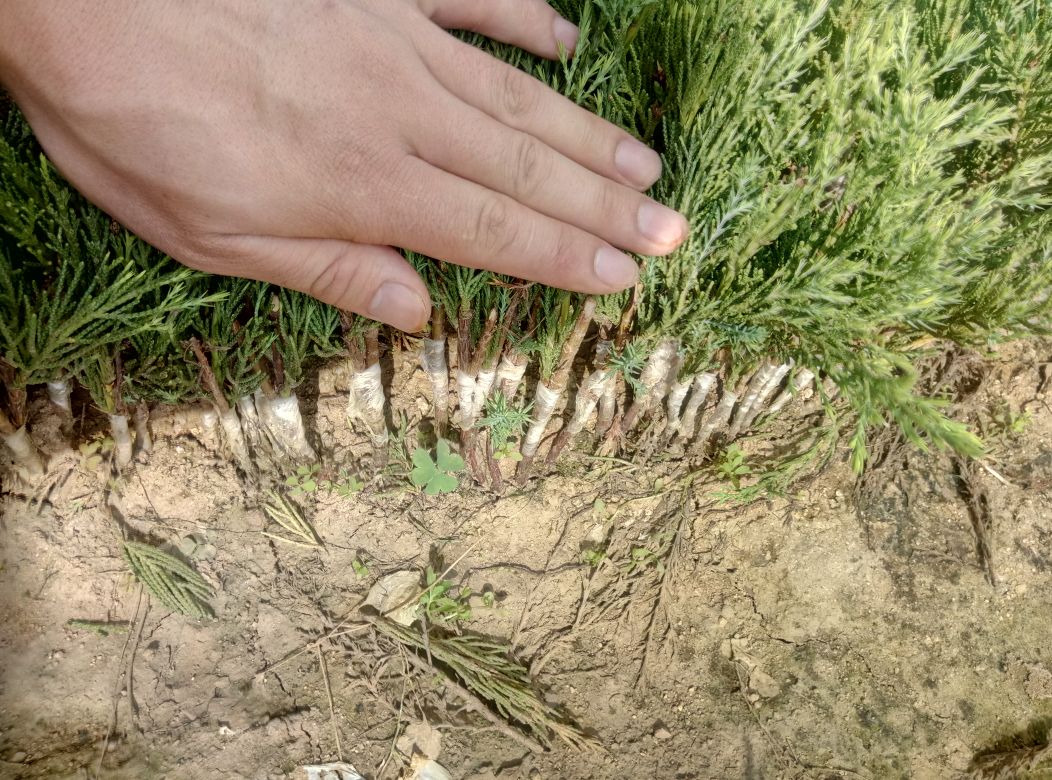 图文并茂的龙柏木材选购指南示意图,包括纹理、气味、含水率等检测要点 龙柏木材选购指南图示