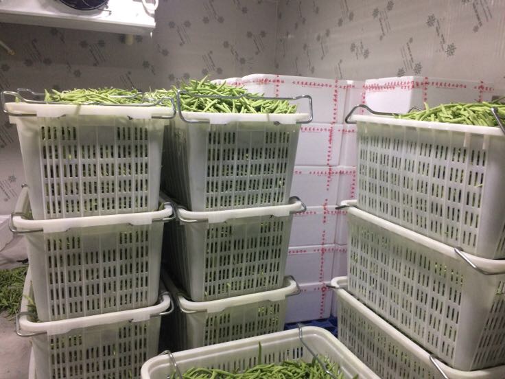 现代化冷库内景:整齐码放的四季豆周转箱放置在金属货架上,箱体标注‘中芸4号’‘采收日期:2024-05-10’等信息;冷库墙壁安装温湿度监测仪,显示当前温度7.2℃、湿度93%;地面干燥清洁,工作人员佩戴手套进行抽检操作 四季豆冷链仓储实景图