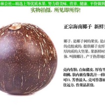 椰皇2~2.5斤