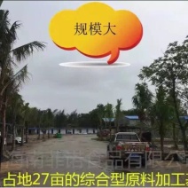 椰皇1.5~2斤