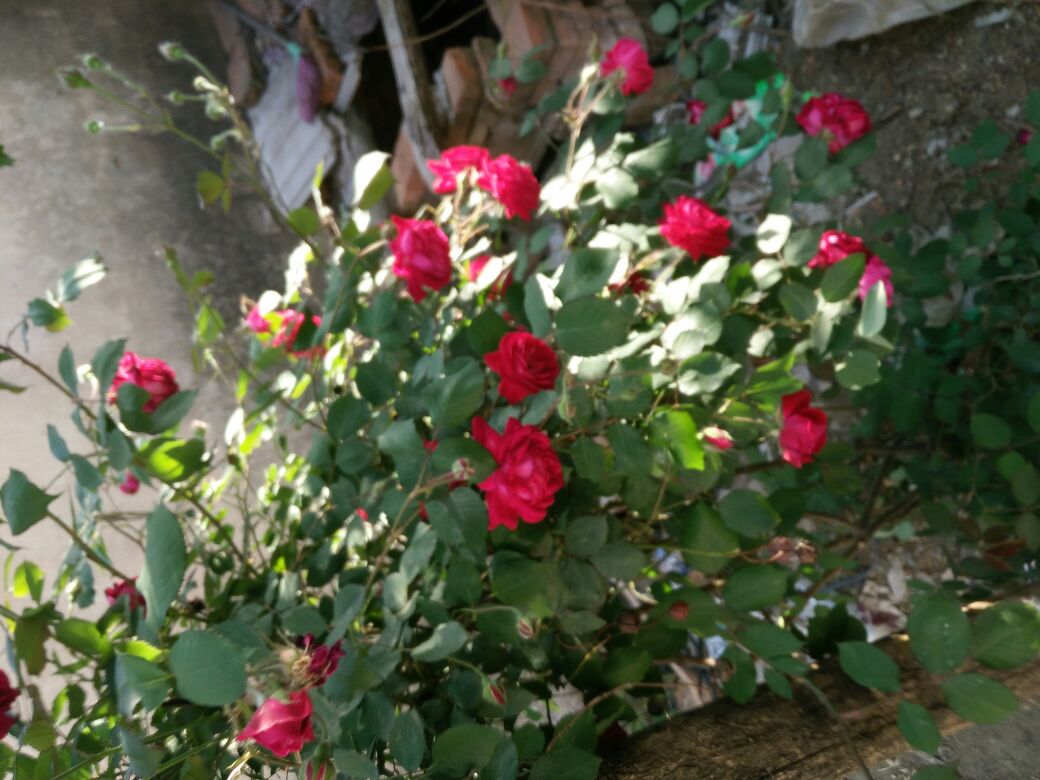 四季玫瑰盛开的场景