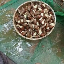 中华白玉蜗牛