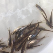 巴沙鱼。巴沙鱼苗