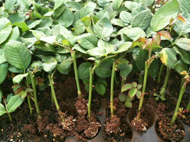 砧木与接穗对比图