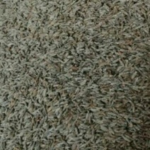 新疆孜然