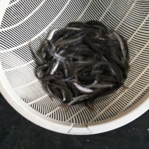 雅鱼苗又叫细磷鱼苗或者裂腹鱼苗