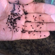 牛蛙蝌蚪