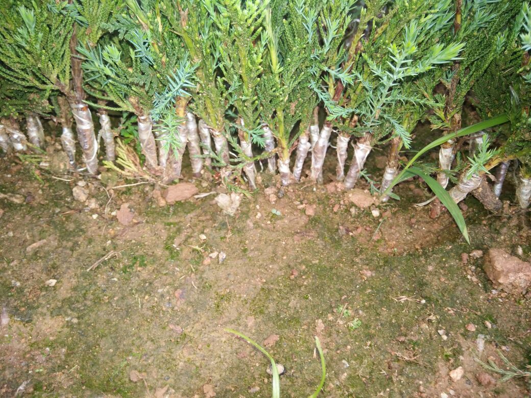 龙柏树苗标准化定植施工过程:体现专业扶苗、精准覆土、及时浇灌与配套节水设施 龙柏树苗栽植现场实景:三名工人协同作业,一人扶正刚放入树穴的1.2米高龙柏树苗,一人用铁锹回填疏松黄壤,另一人手持喷壶对根际区域缓慢浇水;背景可见整齐排列的同规格龙柏树苗,地面覆盖黑色防草布,远处有自动喷灌臂正在旋转洒水
