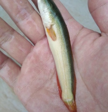 [黑鱼苗批发]金边白乌鱼苗三寸价格1.50元/尾 - 一亩田