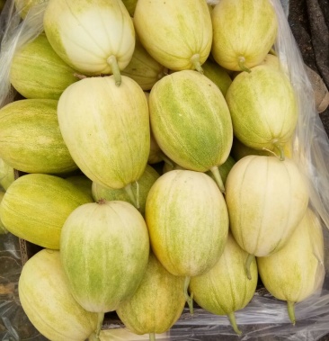 京蜜香瓜皮毛亮口感好价格合理欢迎合作