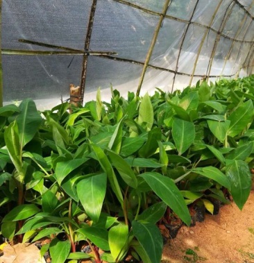 红香蕉苗一棵香蕉能长一百以上今年种植当年结果