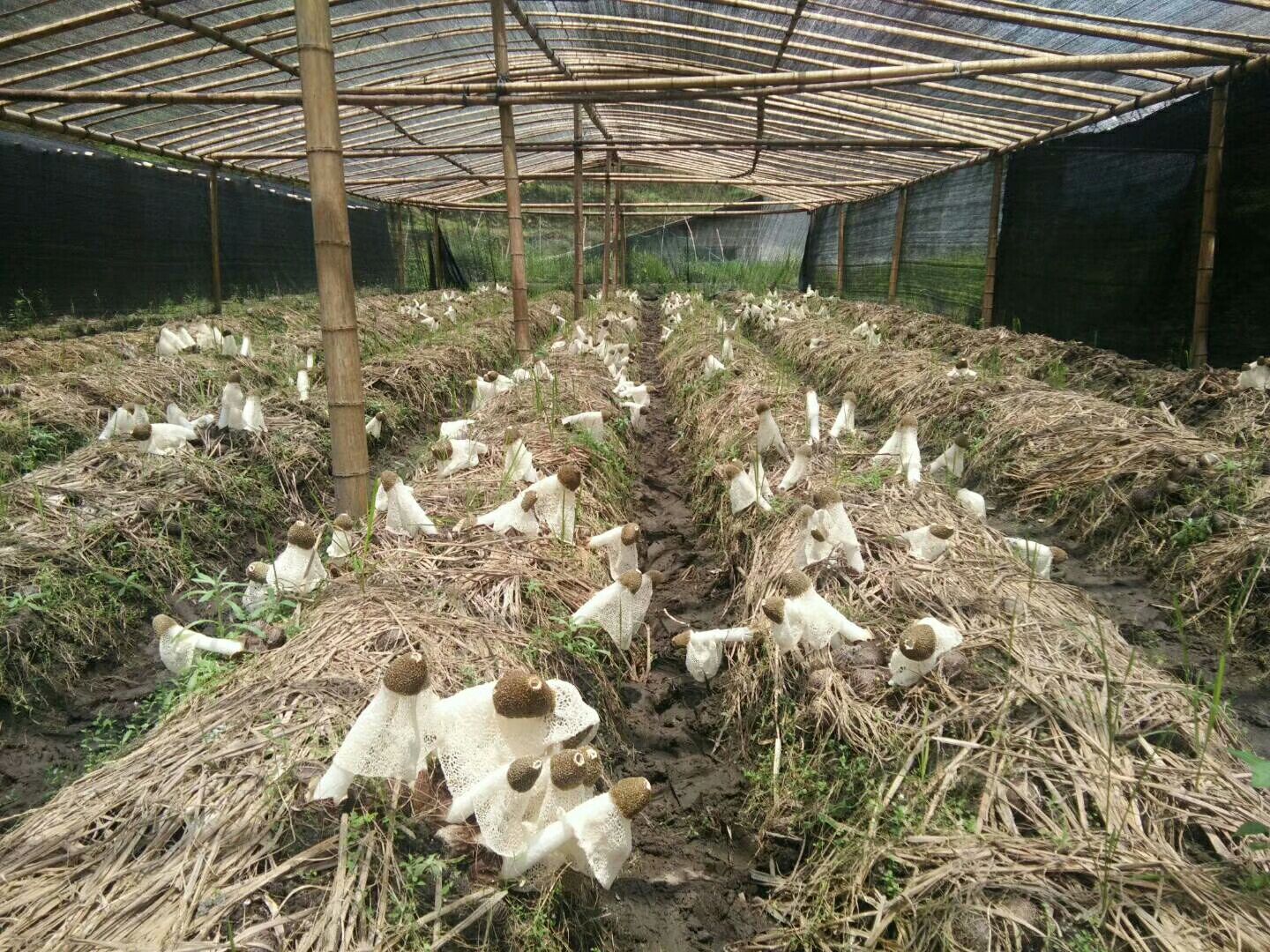 长裙竹荪种植基地环境