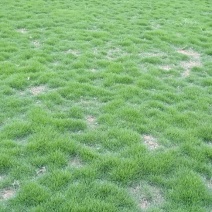 长期供应大量马泥拉草皮