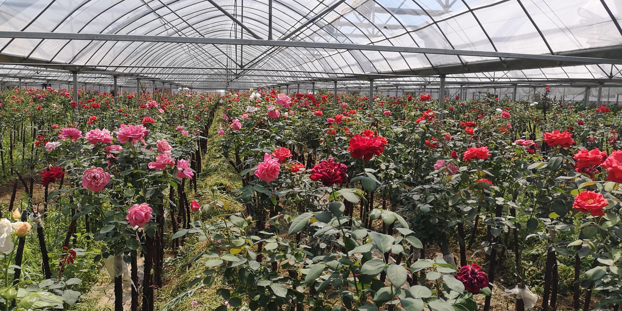 欧洲‘和平’月季规模化种植园航拍图