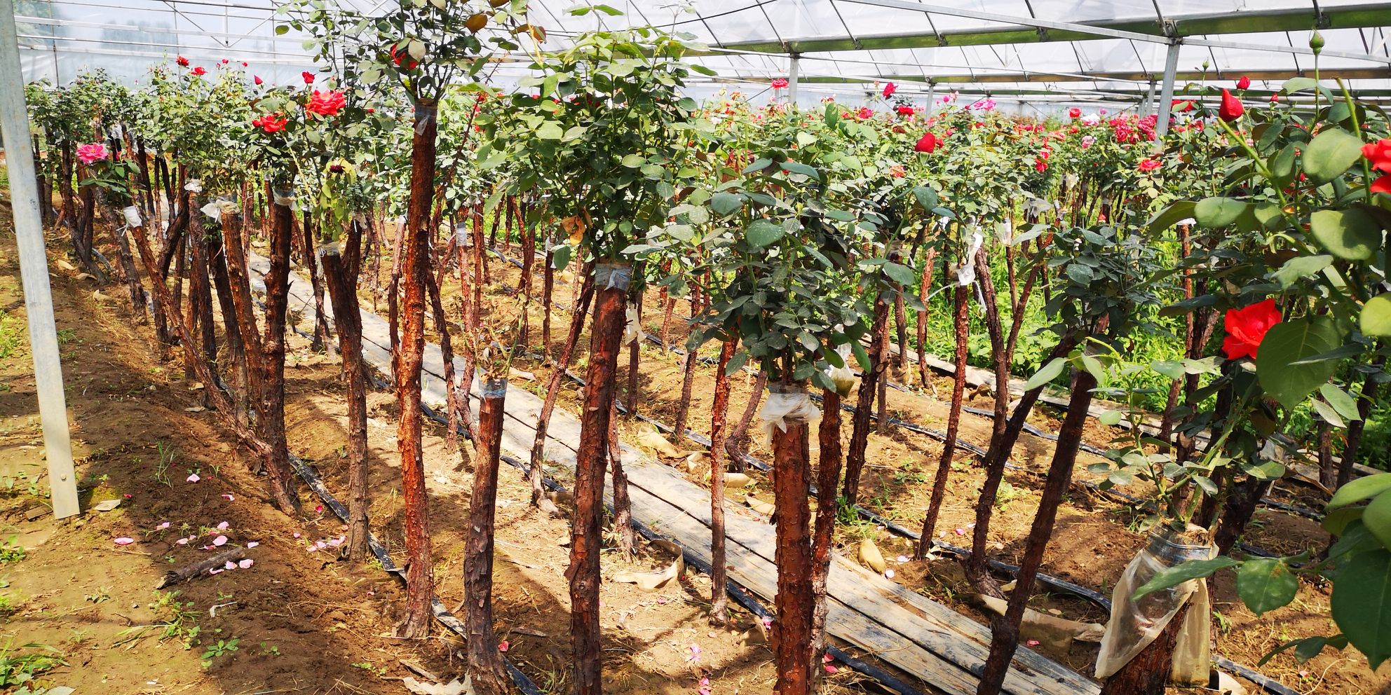 大花月季在阳台盆栽中的应用,色彩鲜艳,极具观赏价值 大花月季盆栽展示