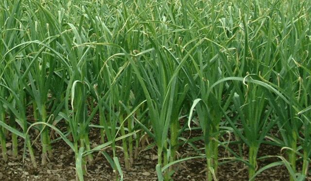 展示一片正在生长的独头蒜田,植株整齐,部分植株可见蒜苔抽出 独头蒜种植田实景图