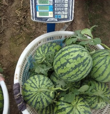 半截楼8424西瓜8成熟