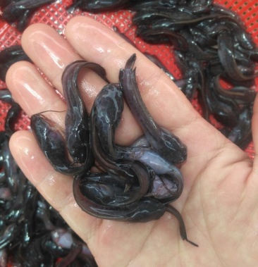 杂交优良塘角鱼苗塘虱鱼苗